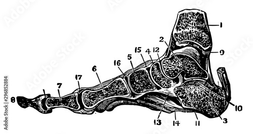 Ankle Joint and Foot vintage illustration.