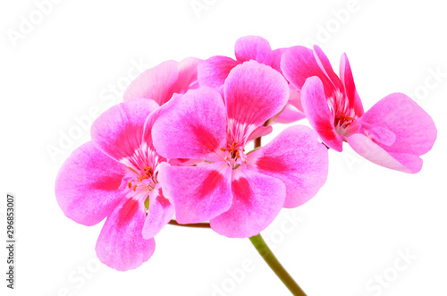 Balmy Geranium flower