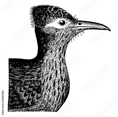 Ground Cuckoo Head vintage illustration.