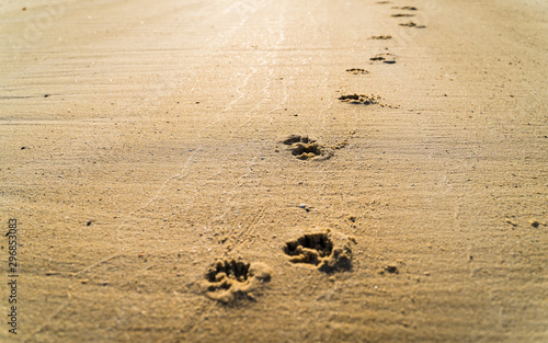 Fotografija Dog footprint on bridge