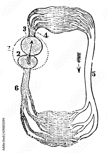 Circulation of a Fish vintage illustration.