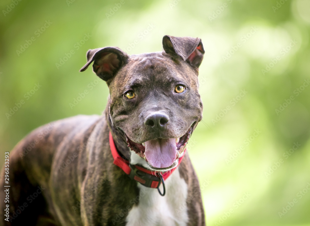 A brindle and white Pit Bull Terrier mixed breed dog with a happy expression