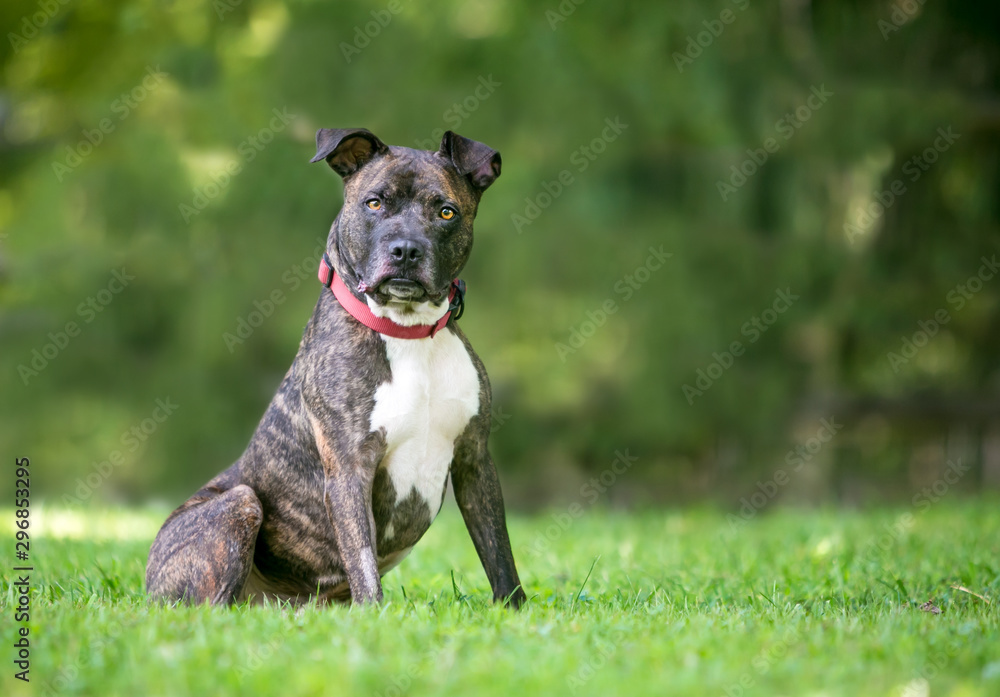 A brindle and white Pit Bull Terrier mixed breed dog sitting outdoors and listening with a head tilt A brindle and white Pit Bull Terrier mixed breed dog sitting outdoors and listening with a head tilt