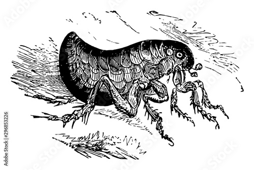 Human Flea vintage illustration.