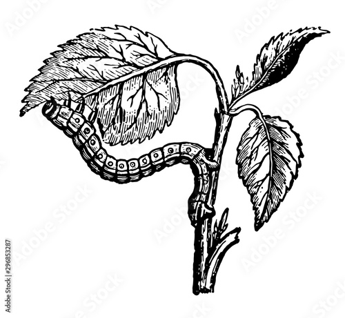 Looper Caterpillar Eating the Leaves of the Apricot vintage illustration.
