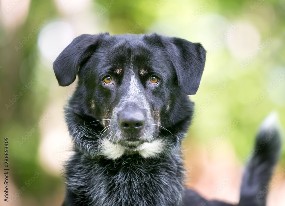 A Border Collie / Australian Cattle Dog mixed breed dog outdoors looking directly at the camera A Border Collie / Australian Cattle Dog mixed breed dog outdoors looking directly at the camera