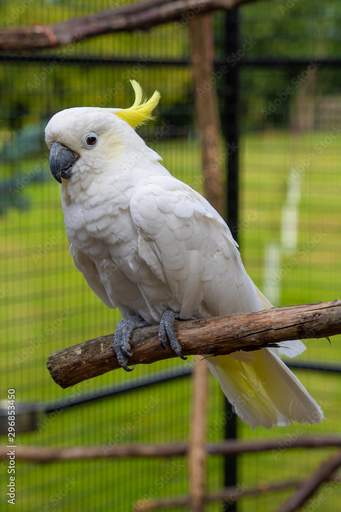 Yellow Crested Cookatoo Parrot Close up View showing white feather yellow head feathers eyes and beak Yellow Crested Cookatoo Parrot Close up View showing white feather yellow head feathers eyes and beak