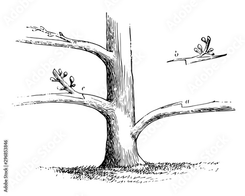 Side Grafting vintage illustration.