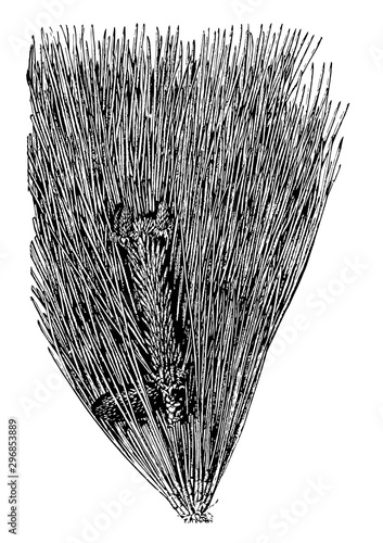 Loblolly pine pinus toeda L.. Two to thirds natural size. young cones vintage illustration.