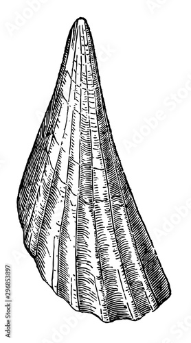 Pinna Bullata vintage illustration.