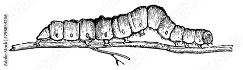 Larvae of Catocala Fraxini vintage illustration.