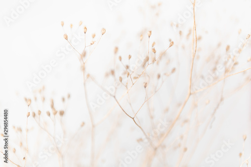 Canvas Print Delicate Dry Grass Branch on White Background