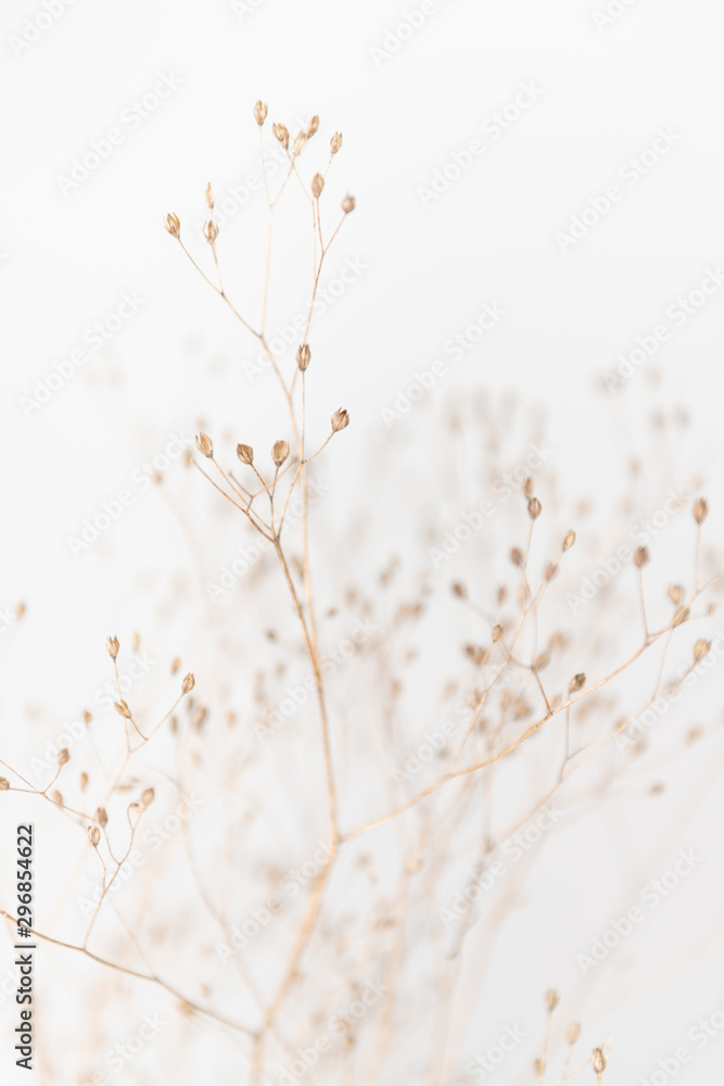 Fototapeta Delicate Dry Grass Branch on White Background