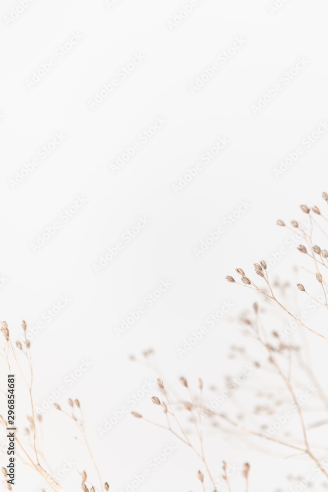 Delicate Dry Grass Branch on White Background Delicate Dry Grass Branch on White Background