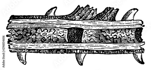 Nest of an Odynerus Wasp in the Stem of a Bramble vintage illustration.