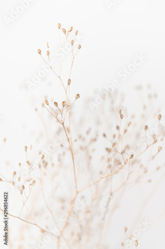 Delicate Dry Grass Branch on White Background © Anna Hoychuk