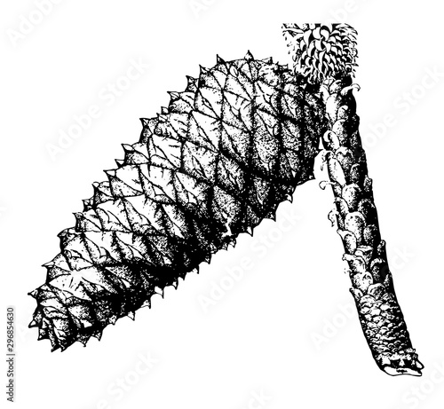 Loblolly pine pinus toeda L.. Two to thirds natural size. mature closed cone vintage illustration.