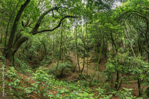 Relict forest on the slopes of the oldest mountain range of the island of Tenerife. Giant Laurels and Tree Heather along narrow winding paths. Paradise for hiking. Fish eye postcard. Canary Islands.