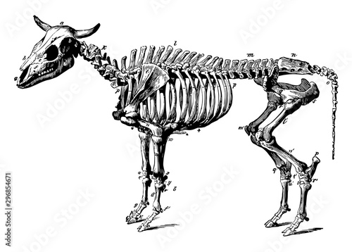 Ox Skeleton vintage illustration.