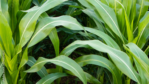 Corn leaf, looks wide and fertile with adequate care