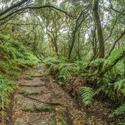 Relict forest on the slopes of the oldest mountain range of the island of Tenerife. Giant Laurels and Tree Heather along narrow winding paths. Paradise for hiking. Square fish eye. Canary Islands