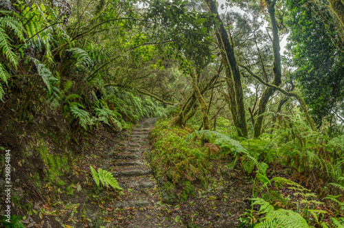Relict forest on the slopes of the oldest mountain range of the island of Tenerife. Giant Laurels and Tree Heather along narrow winding paths. Paradise for hiking. Fish eye. Canary Islands. Spain