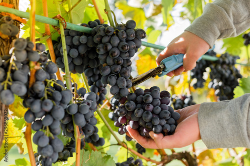 Man crop ripe bunch of white grapes on vine. Male hands picking Autumn grapes harvest for wine making In Vineyard. Cabernet Sauvignon, Merlot, Pinot Noir, Sangiovese grape sort. photo