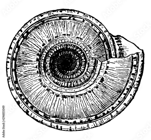 Bottom View of Solarium Perpectivum vintage illustration.
