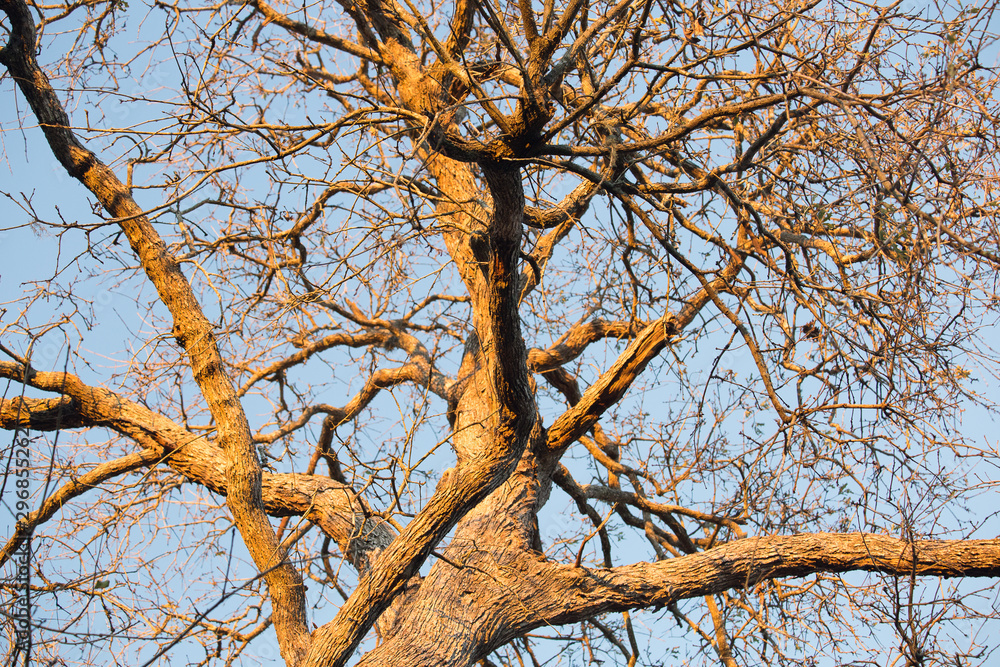 Tree trunk and branches in winter afternoon light Tree trunk and branches in winter afternoon light
