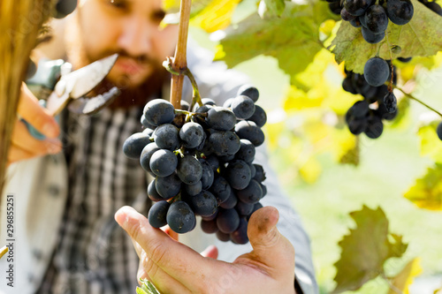Man crop ripe bunch of black grapes on vine. Male hands picking Autumn grapes harvest for wine making In Vineyard. Cabernet Sauvignon, Merlot, Pinot Noir, Sangiovese grape sort. photo