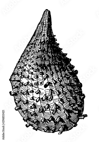 Pinna Nigrina vintage illustration.