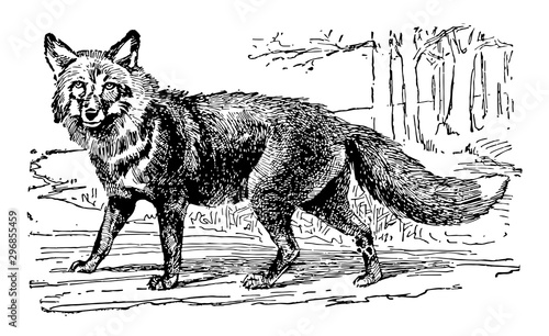 Red Fox vintage illustration.