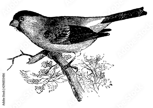 Cassin Bullfinch vintage illustration.