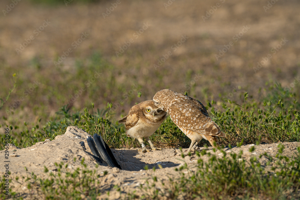 Adult Burrowing Owl grooms a fledgling owl outside their burrow Adult Burrowing Owl grooms a fledgling owl outside their burrow
