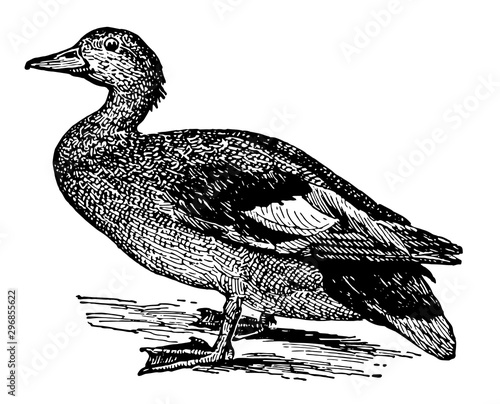 Gadwall Duck, vintage illustration.