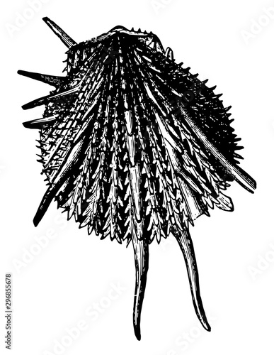 Spondylus Imperialis vintage illustration.