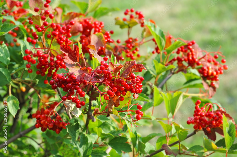 Ripe viburnum on branch Ripe viburnum on branch