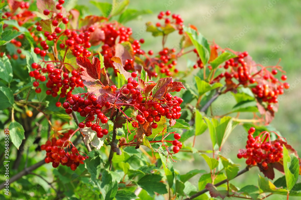 Ripe viburnum on branch