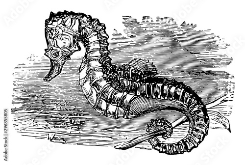 Short Snouted Seahorse vintage illustration.