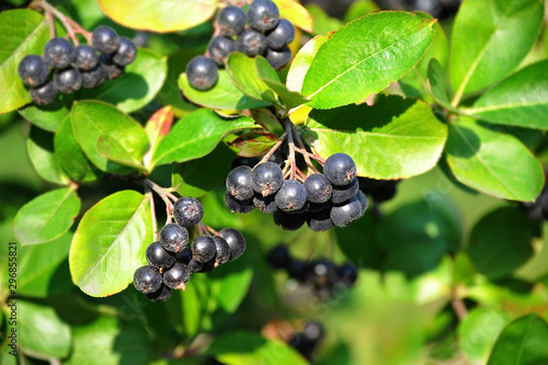 Black ashberry (Aronia melanocarpa)