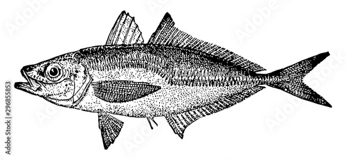 Atlantic Horse Mackerel vintage illustration.