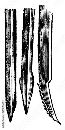 Lancets of the Gnat vintage illustration.