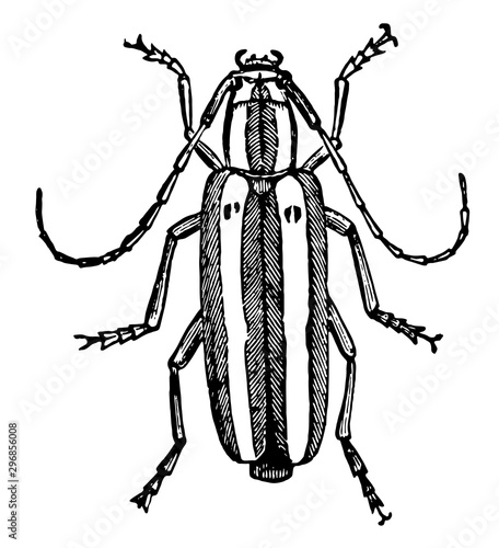 Longhorn Beetle vintage illustration.