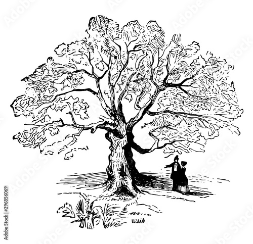 The Charter Oak vintage illustration.