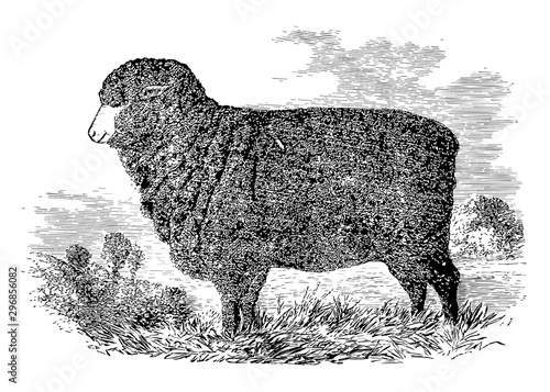 Merino Ewe vintage illustration.