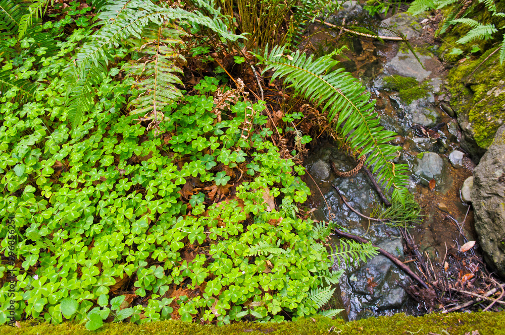 Redwood sorrel (Oxalis oregana) and sword fern (Polystichum munitum) growing by a stream in the lush understory of Muir Woods California - obrazy, fototapety, plakaty 