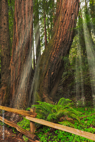 Sunlight through giant redwoods Cathedral Grove, Muir Woods, CA photo