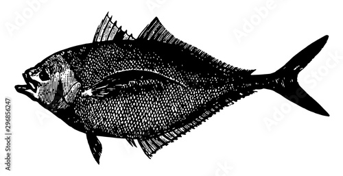 Atlantic Bumper vintage illustration.