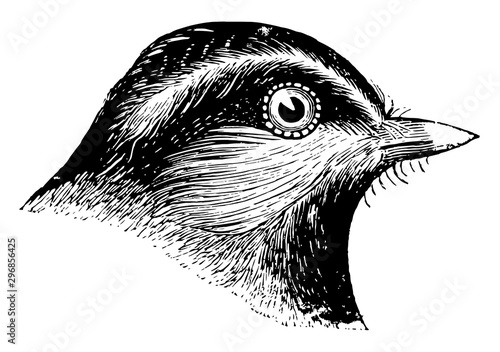 Mountain Chickadee vintage illustration.