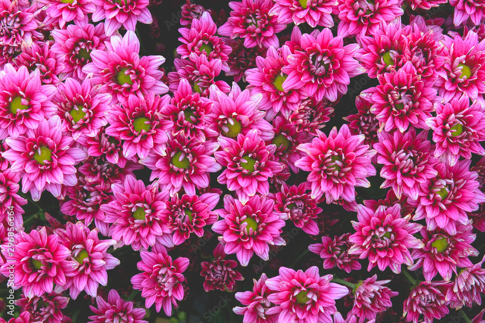 The background image of a pink zinnia petals and yellow pollen beautiful. The background image of a pink zinnia petals and yellow pollen beautiful.